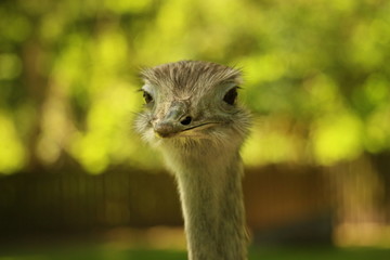 Strau&szlig; Vogel Portrait 2