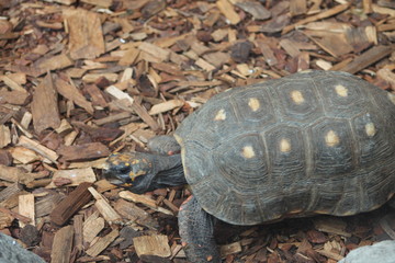 Beautiful unique landscape of Canary Island Tenerife