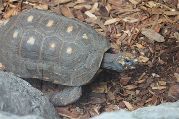 Beautiful unique landscape of Canary Island Tenerife