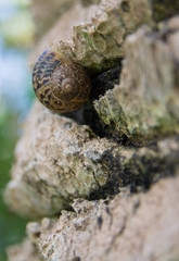snail on palm tree