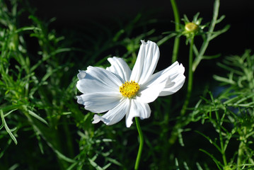 White sunlit anemone