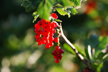Glowing red currants