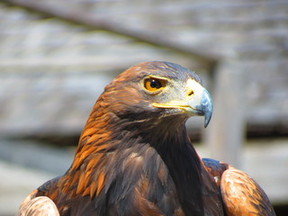 eagle