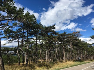 Obraz premium kiefernwald