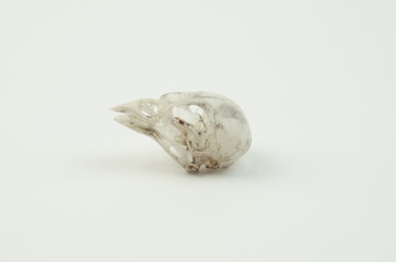 The skull of the bird on white background.