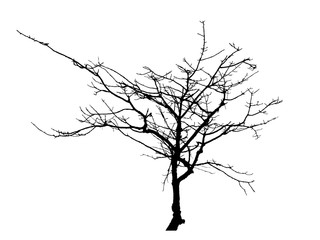 Fototapeta na wymiar Silhouette of dead tree without leaves