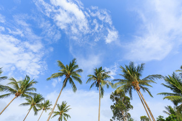 Plakat Coconut palm and trees perspective view