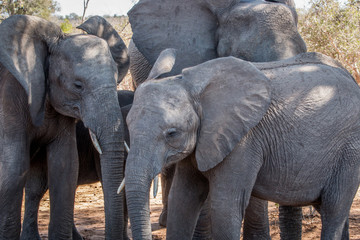 Bonding Elephants.