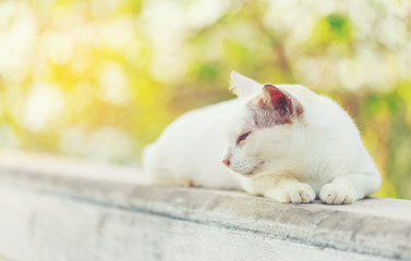 white cat on the cement wall