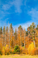     Beautiful colorful wood on lake Bajer, autumn landscape, Fuzine, Gorski kotar, Croatia 