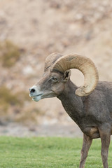Naklejka premium Desert Bighorn Sheep Ram