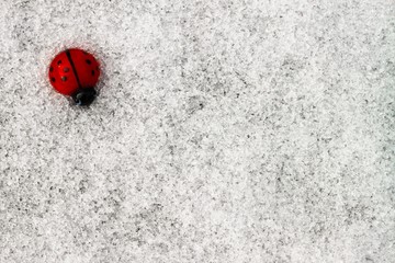 ladybird wishing good luck