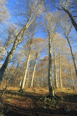Fototapeta premium Passo di Forca d'acero in autunno, un bosco tra Lazio e Abruzzo. Alberi, rocce e mille colori della natura 