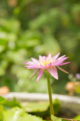 Pink lotus flower growing upright on nature background