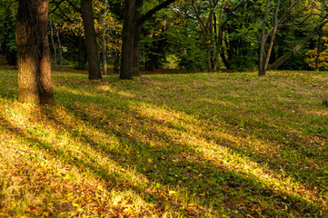 Autumn forest background