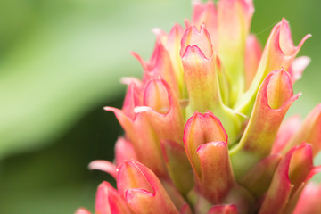 Fototapeta premium Close up crape ginger flower or Costus speciosus in garden