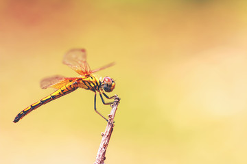 Dragonfly on treetops