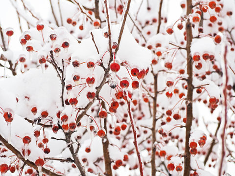 Fruits apple Siberian hardy covered with a thick layer of ice and snow
