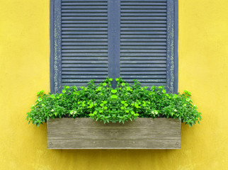 Window with flower box and yellow wall