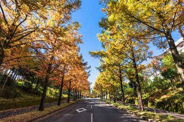 秋色に染まるメタセコイアの並木道
