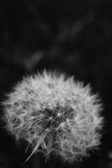 Black and white abstract close up macro of dandelion head that has gone to seed with copy space above