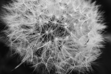 Black and white abstract close up macro of dandelion head that has gone to seed