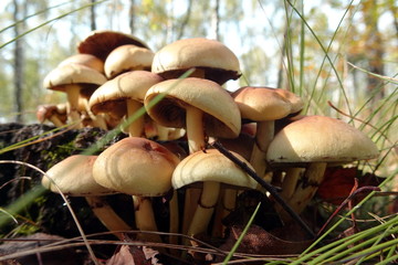 Tree mushroom - obrazy, fototapety, plakaty