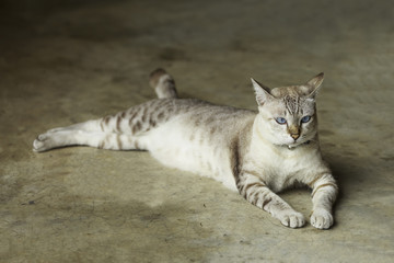 blue eyes thai cat