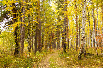 Autumn in pine and birch forest