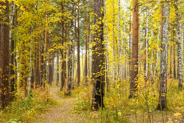 Obraz premium Autumn in pine and birch forest