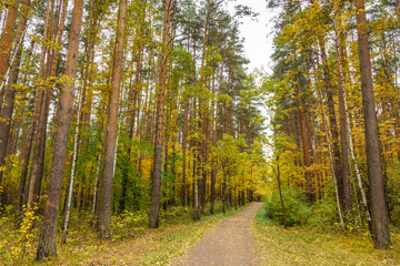 Autumn in pine and birch forest