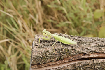 Mantis on a log acacia. Mantis looking at the camera. Mantis insect predator