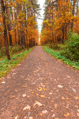 Fototapeta premium Autumn in pine and birch forest