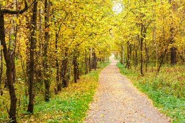Autumn in pine and birch forest