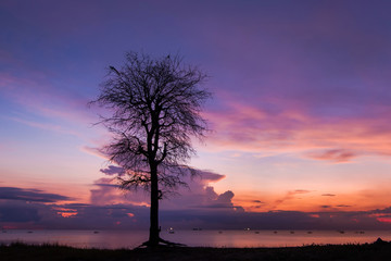 Tree is alone seaside sunset