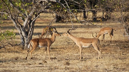 Impalas Greeting Each Other in Chobe National Park in Botswana
