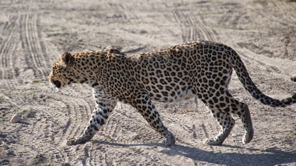 Leopard was cornered by the tourist cars in Chobe National Park, Botswana