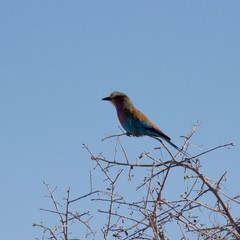 Lilac-breasted roller as the national bird of Botswana