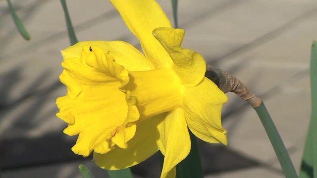 Eine gelbe Narzisse schaukelt im Wind