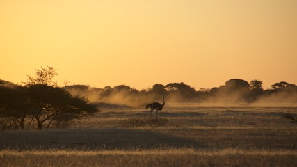 Ostrich running among the golden light from the sunset in Namib Desert in Botswana
