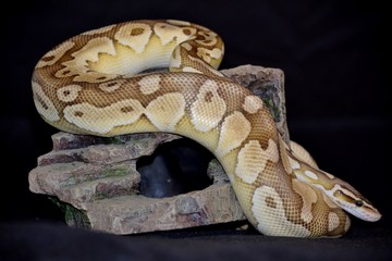 python regius