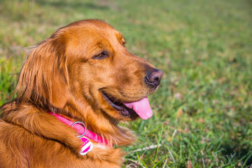 Golden Retriever