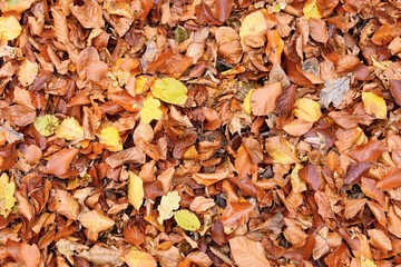 Autumn leaves. Natural seasonal colored background