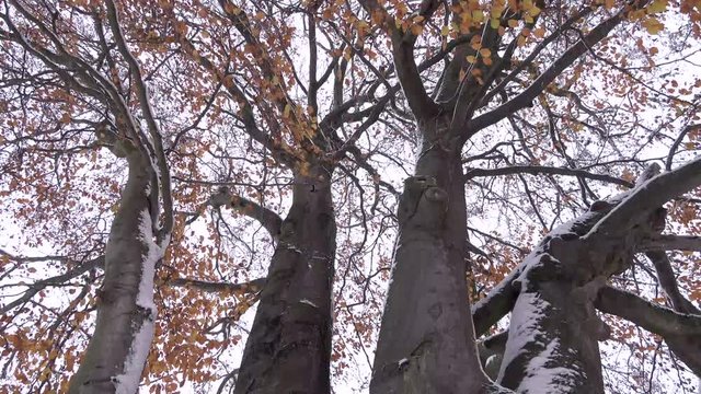 Buchenbaum im Winter, Fagus - 4K