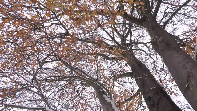 Buchenbaum im Winter, Fagus - 4K