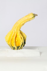 Isolated yellow, a little green on the bottom, Ornamental Gourd, against a light colored back ground.  


