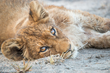 Relaxing Lion cub.