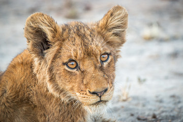 Lion cub starring at the camera.