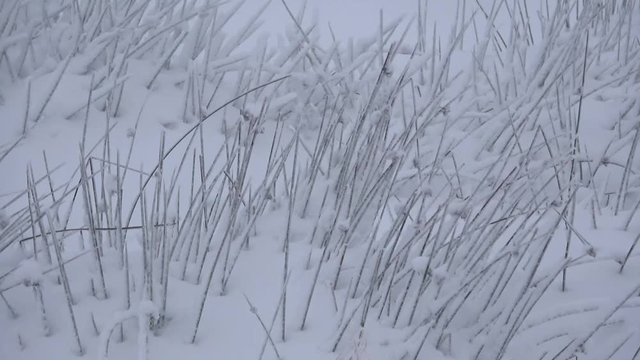Binsenhalme im Schnee - 4K
