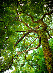 Fototapeta premium Arbol Verde